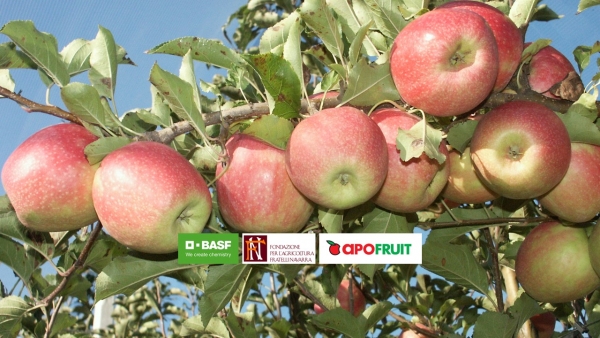 WEBINAR: Malattie da conservazione del melo - evoluzione del contesto e nuove strategie di prevenzione in pieno campo