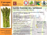 La coltivazione dell'asparago: una potenziale opportunità per il territorio